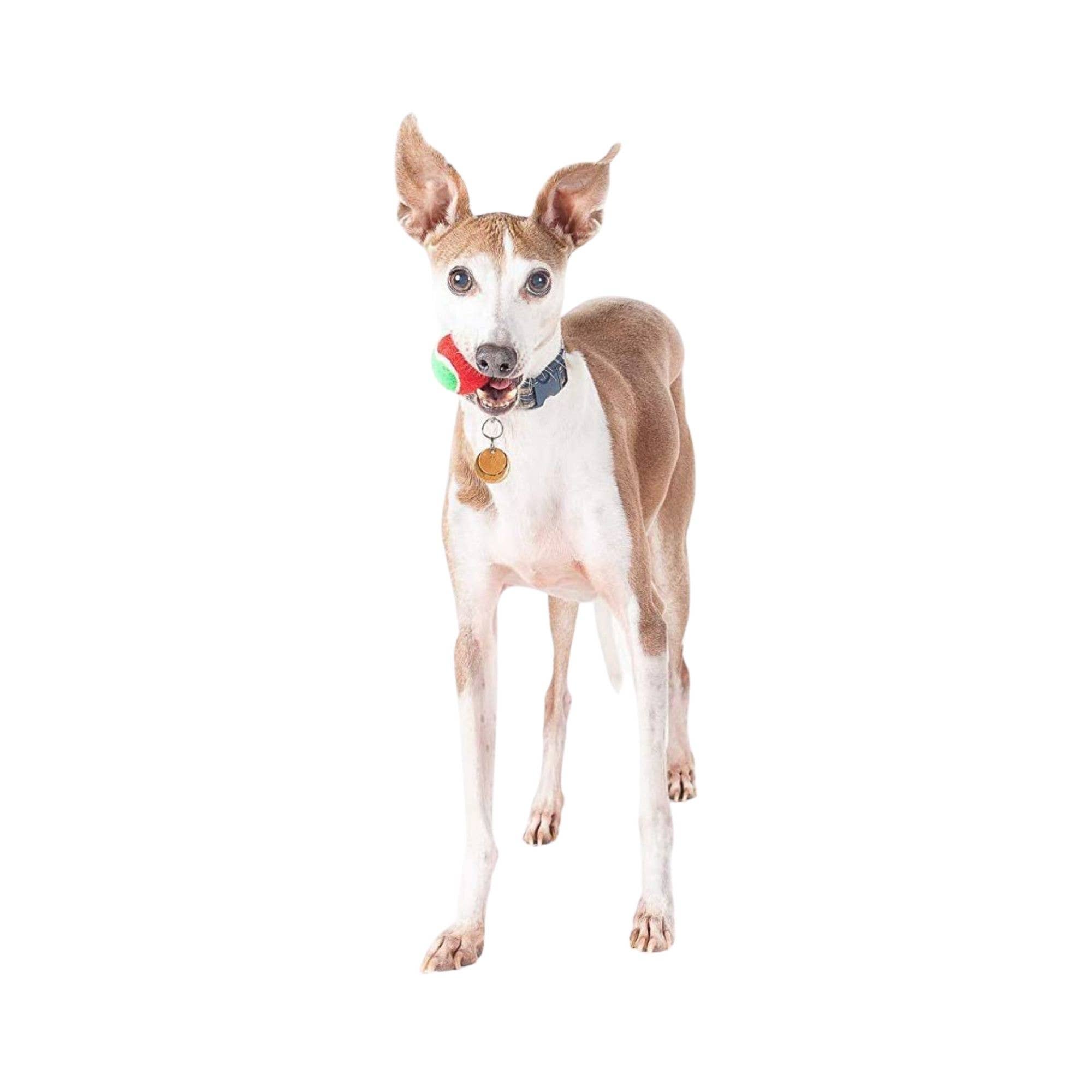 Midlee Designs - Wholesale Pet Fetch Ball - Dog - Midlee Merry Christmas Dog Tennis Balls13