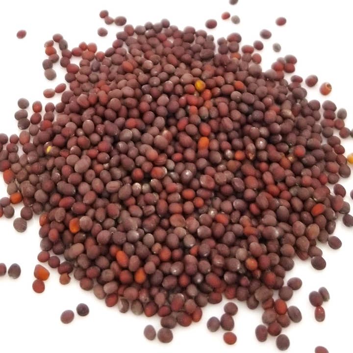 Whole Brown Mustard Seeds 12 Lb Box for wholesale by Saturiwa Trading Company