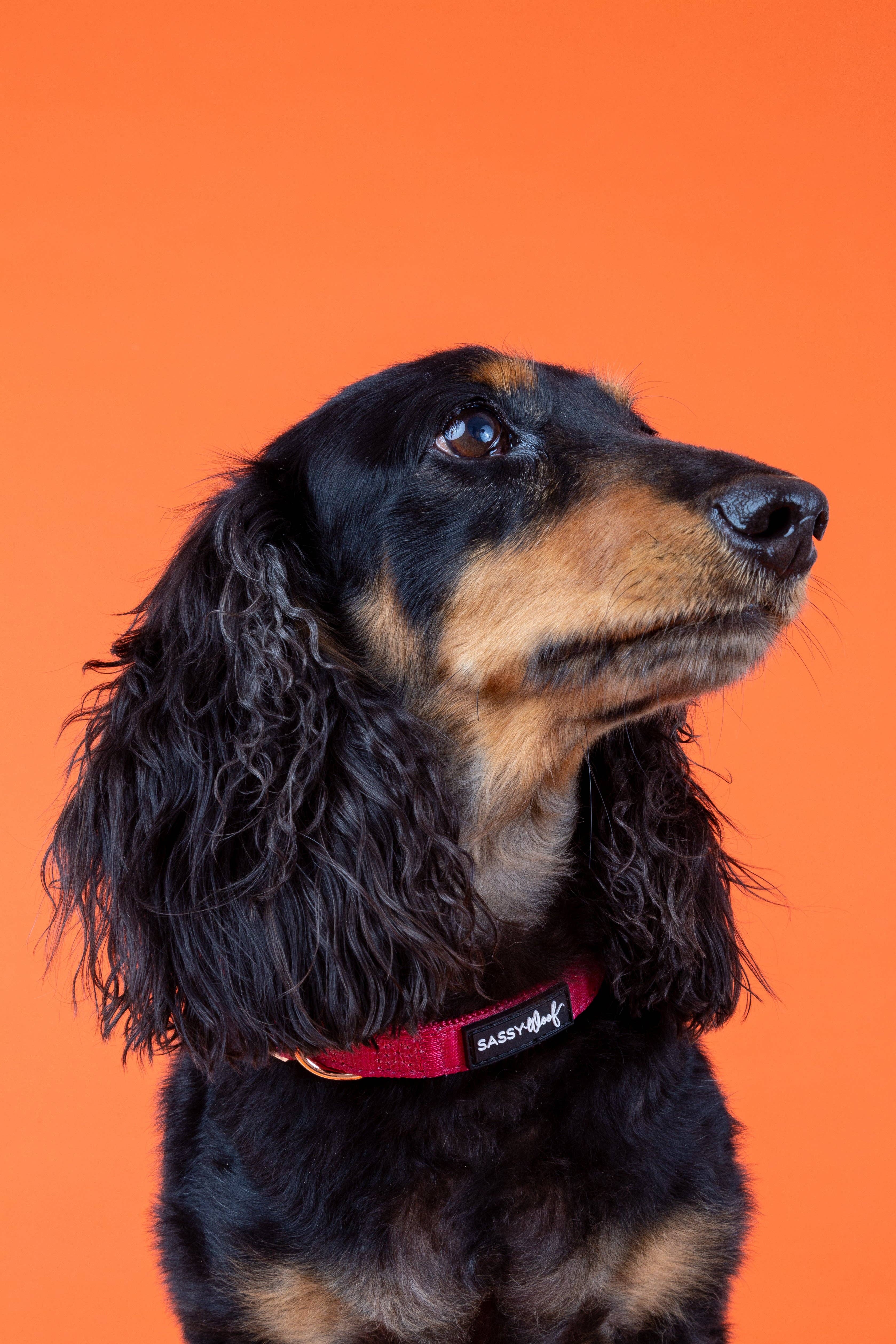 SASSY WOOF - Wholesale Pet Collar - Dog - Dog Collar - Merlot8