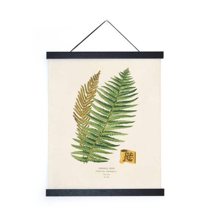 Curious Prints - Wholesale Art Print - Vintage Botanical Ostrich Fern Print w/ optional frame