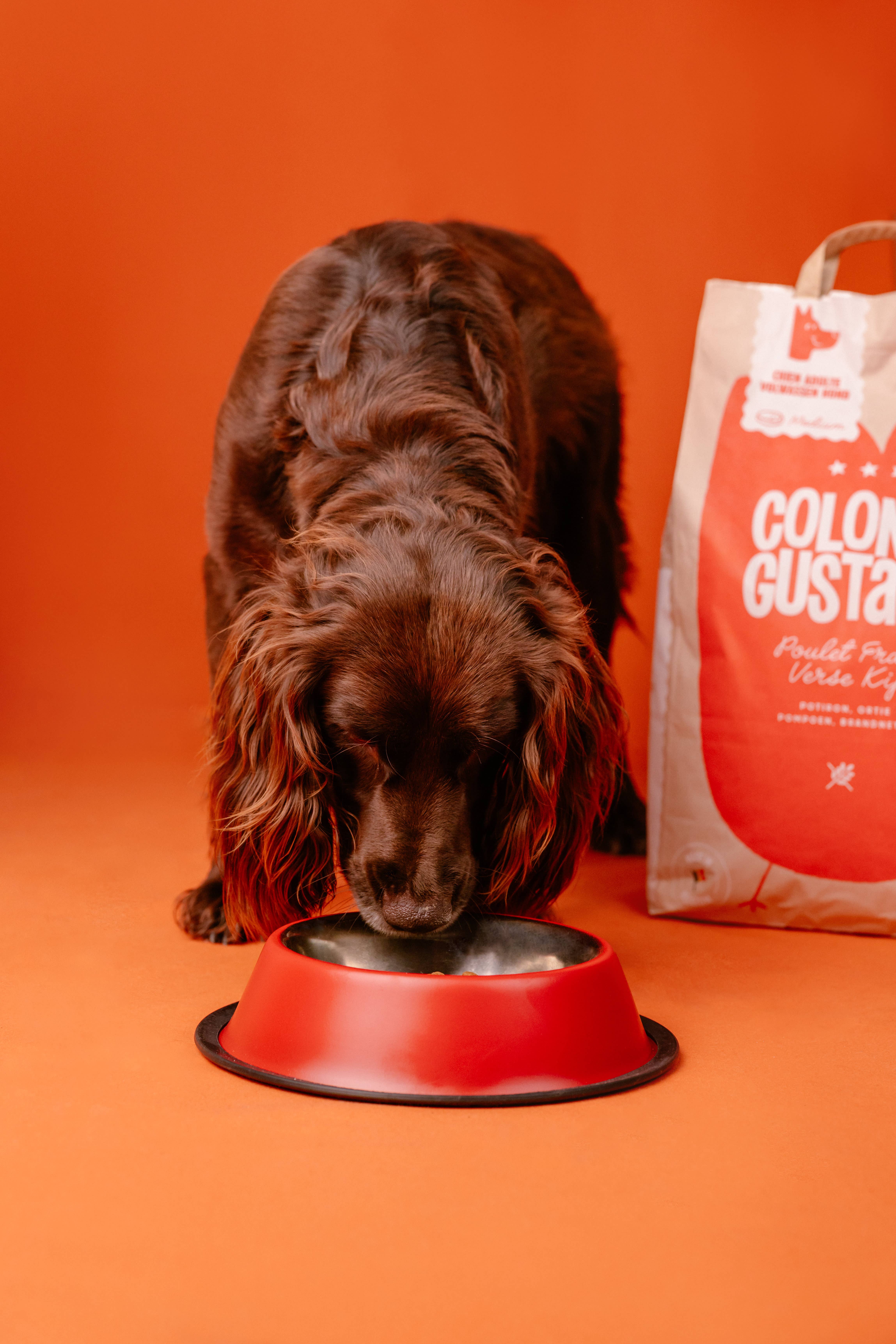 Colonel Gustave - Wholesale Pet Food - Dog - Adult dog food - Fresh chicken2