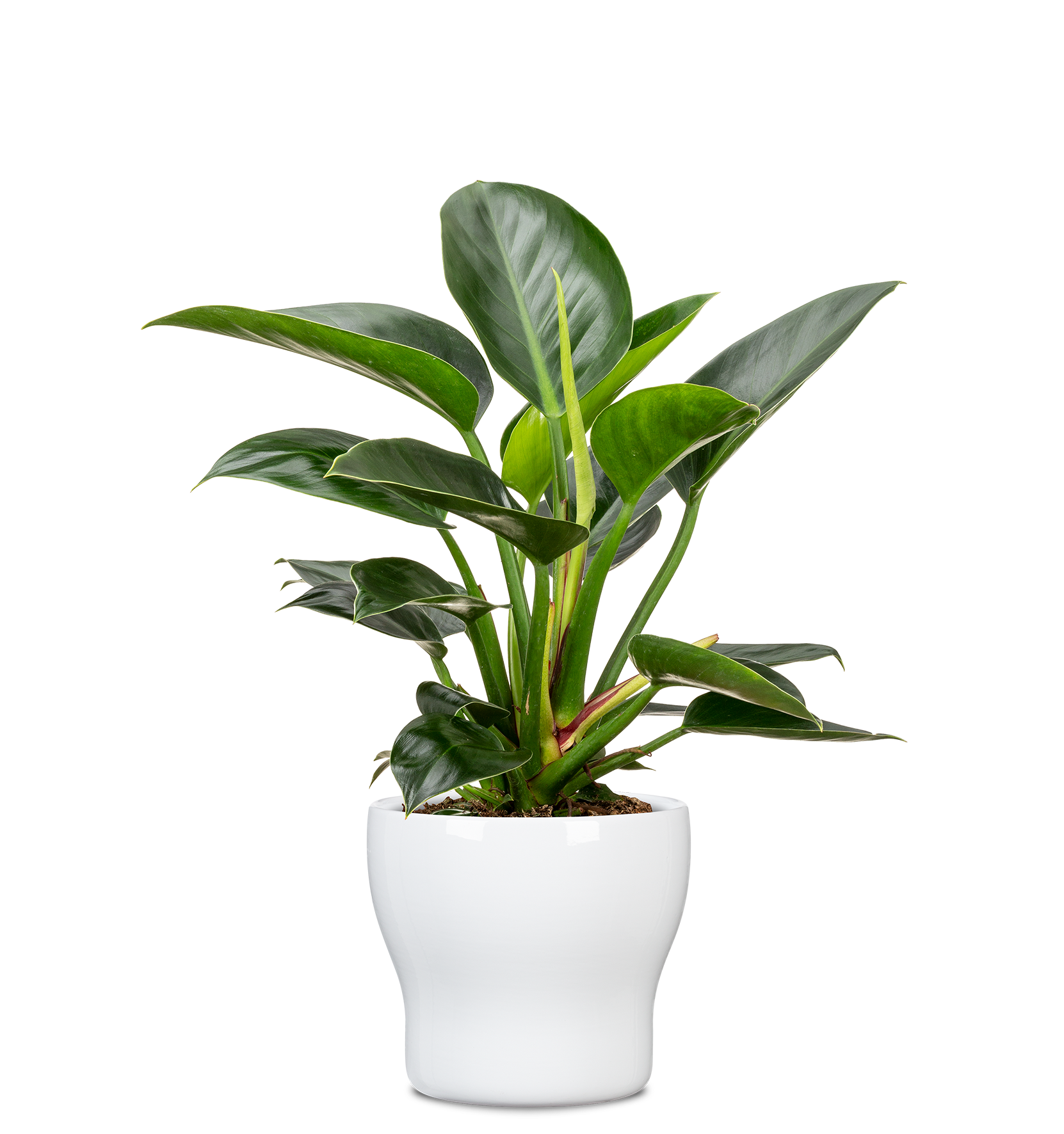 Scheurich - Wholesale Plant Pot - Fun Fiesta 824 ceramic flower pot/planter4