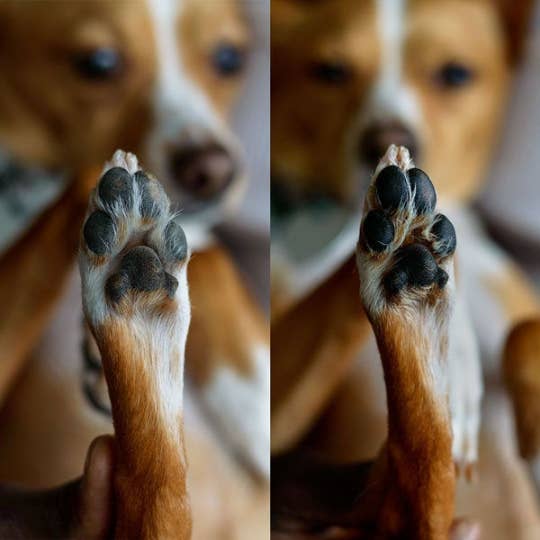 Simply Sage Dog Treats, LLC - Wholesale Pet Paw Protection - Paw Wax Protection from Snow, Ice, Salt, and Warm Pavement3