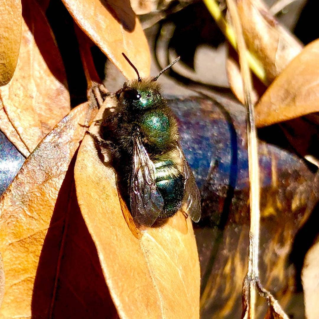 Potting Shed Creations, Ltd. - Wholesale Bird House - Handmade Bee Habitat House | Christmas & Holiday Gift Idea7