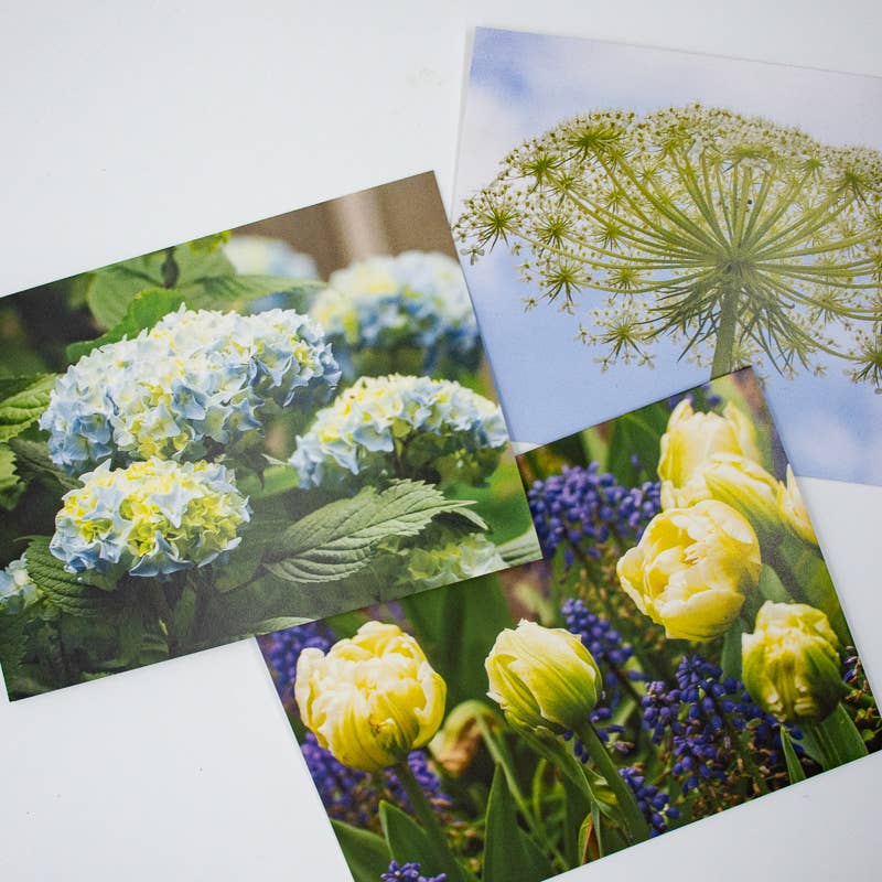 Wren - Wholesale Everyday Greeting Card - Hydrangea (Blank inside) Greeting Card5