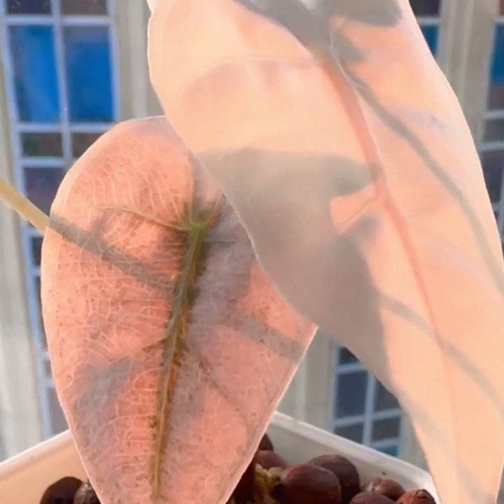 Alocasia "Pink Polly" variegated TC plantlet | Rare Houseplant for wholesale by OrchidBox