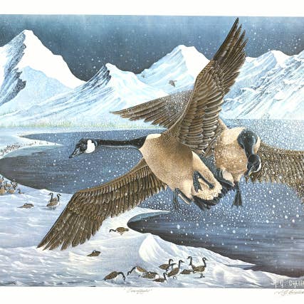 12 Lot. 'Overflight'. Bird Art Gift to The Prince Phillip. for wholesale by Who You Art