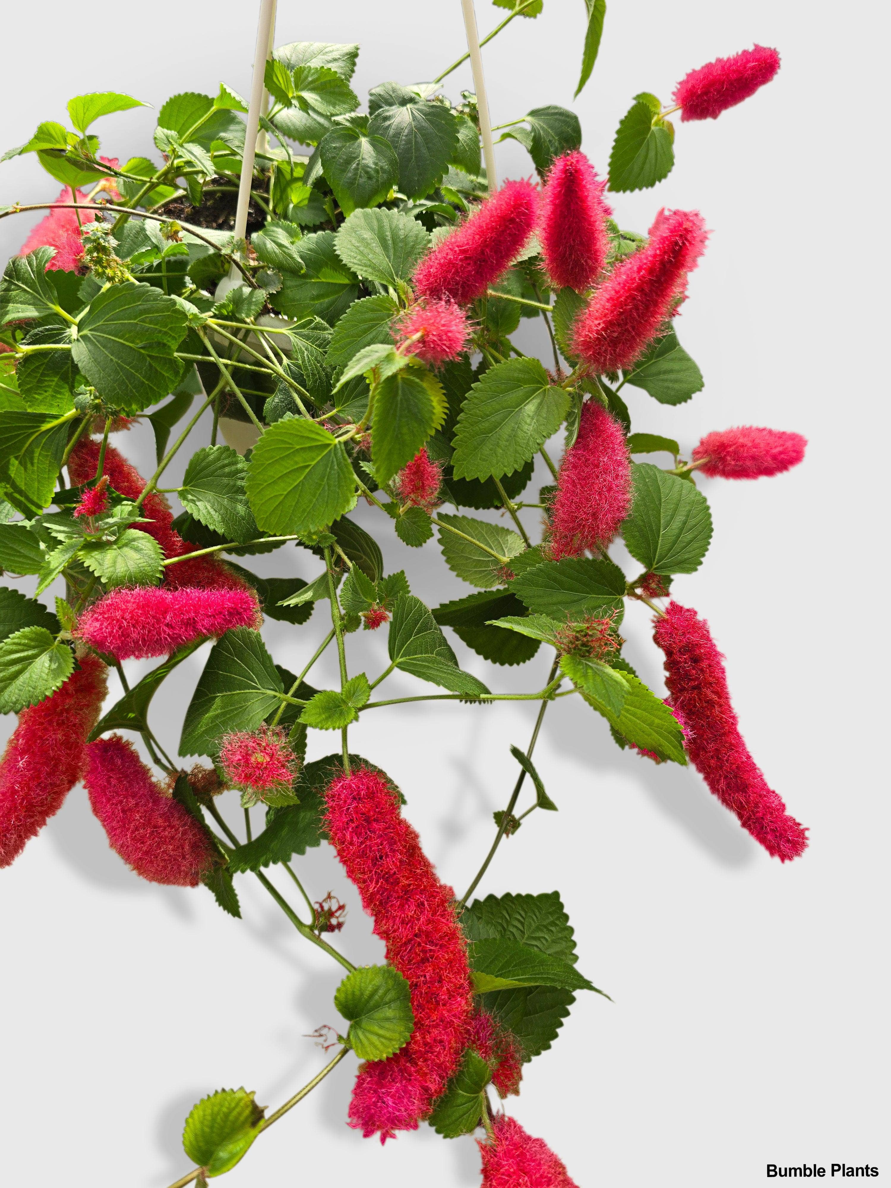 Bumble Plants - Wholesale Live Plant - Chenille Acalypha Hispida 'Red Hot Cat's Tail'1