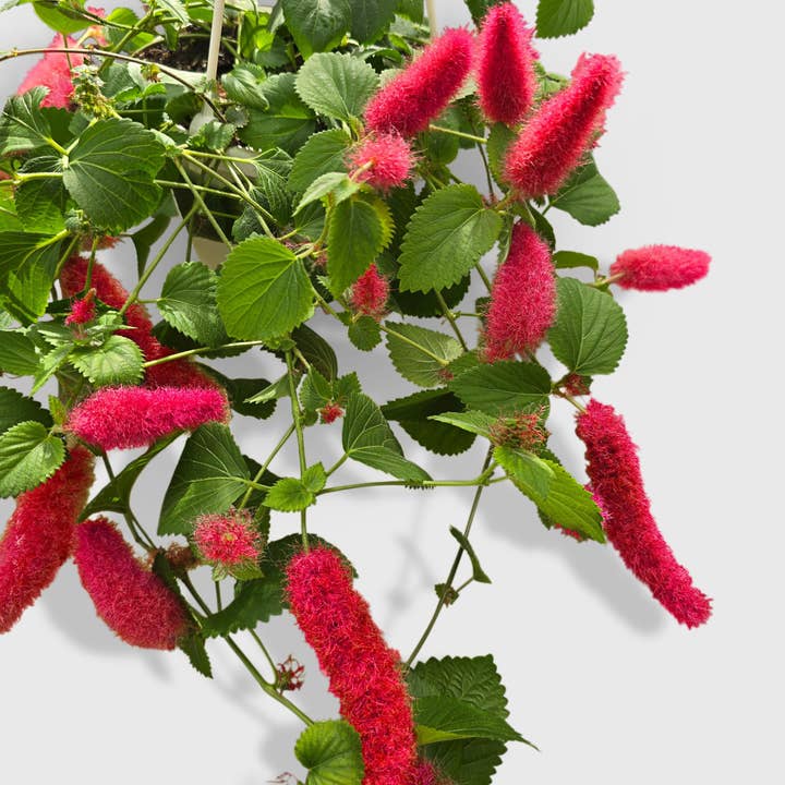 Bumble Plants - Wholesale Live Plant - Chenille Acalypha Hispida 'Red Hot Cat's Tail'1