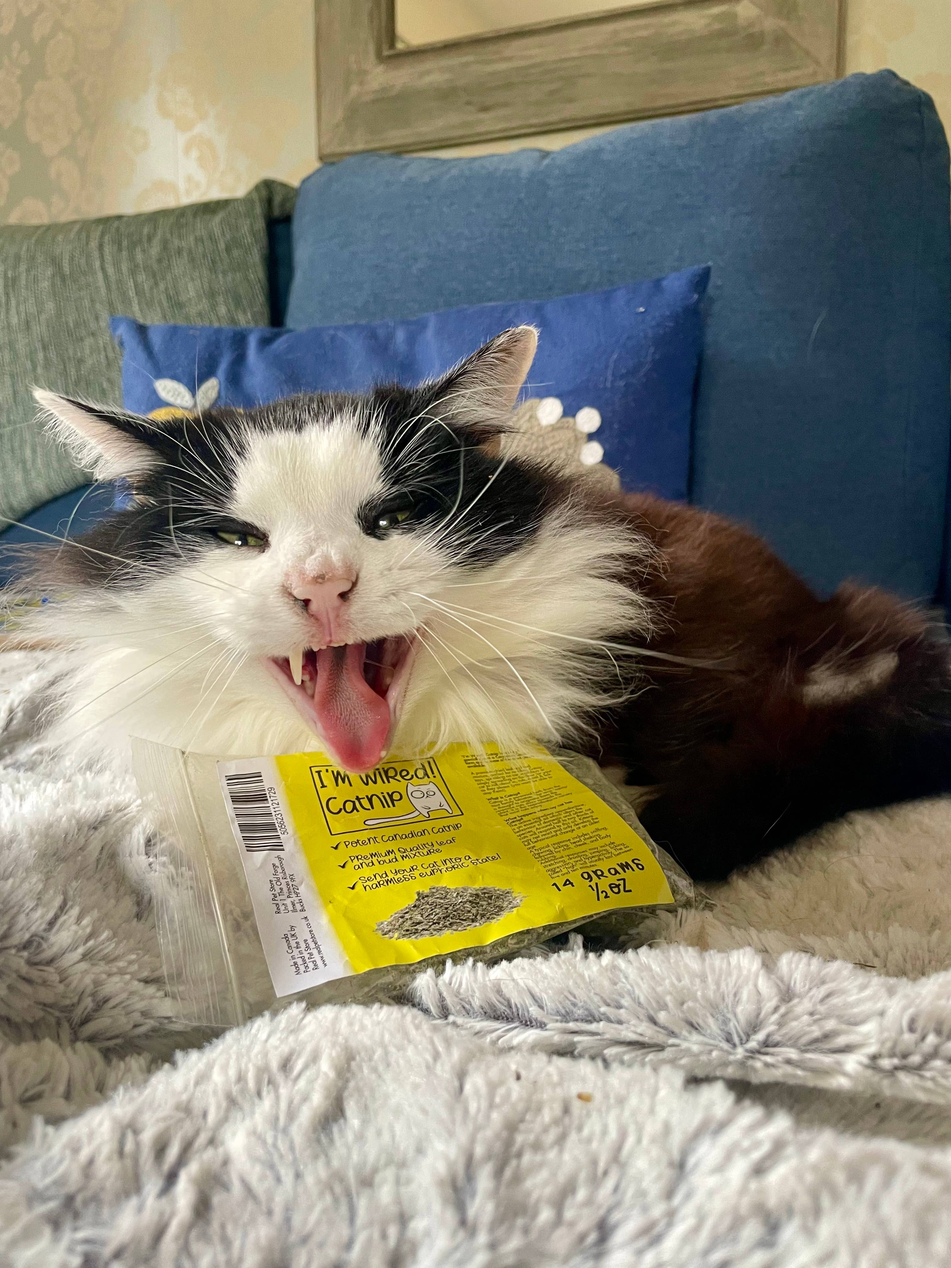 Real Pet Supplies – wholesale Catnip – I'm Wired Catnip Dried Leaves & Buds Mixture 14g / ½oz2