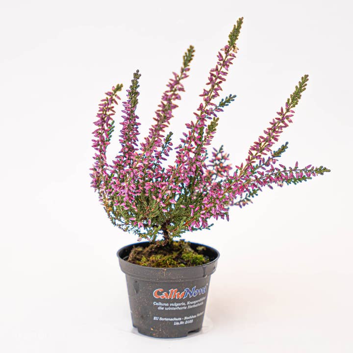 Calluna vulgaris - Callu Nova - Mini for wholesale by Trendhero.nl/b2b