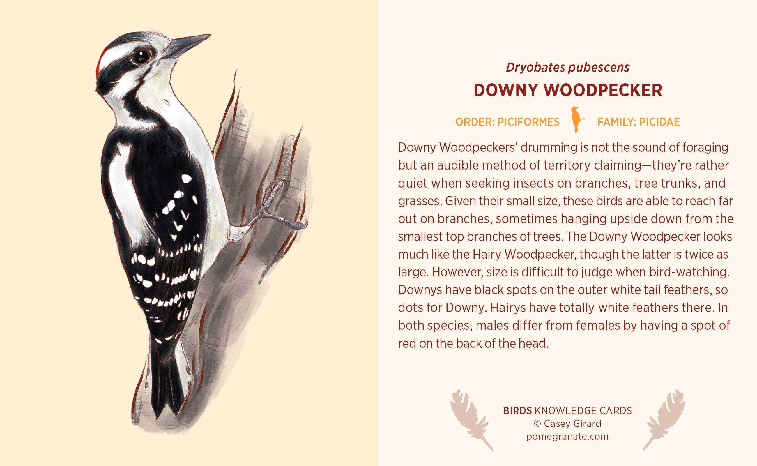 Pomegranate - Wholesale Card Game - Birds Knowledge Cards2