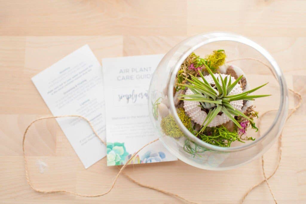 The Simply Crafty Shop - Wholesale Terrarium - Coastal Air Plant Terrarium Kit5