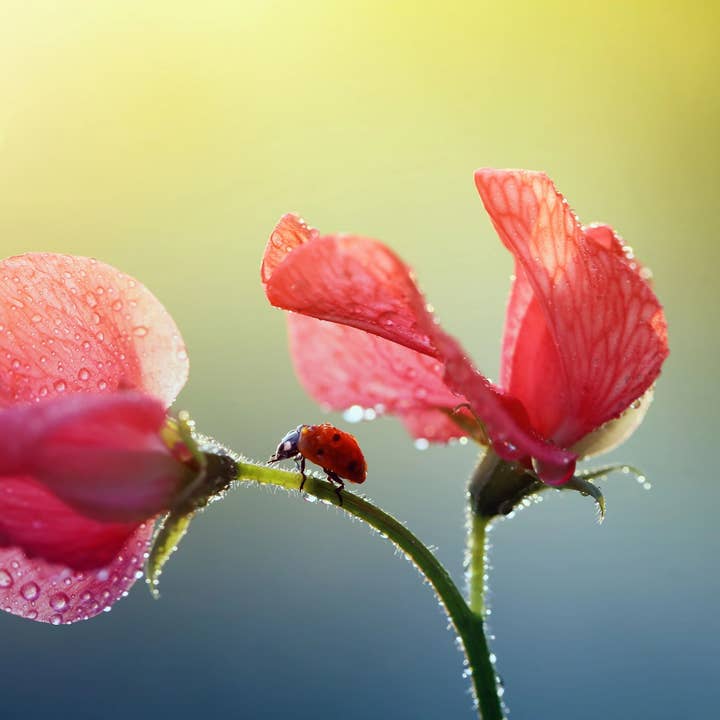 Bâtonnets d'encens Sweet Pea* pour la vente par Beaches of Tunisia, LLC