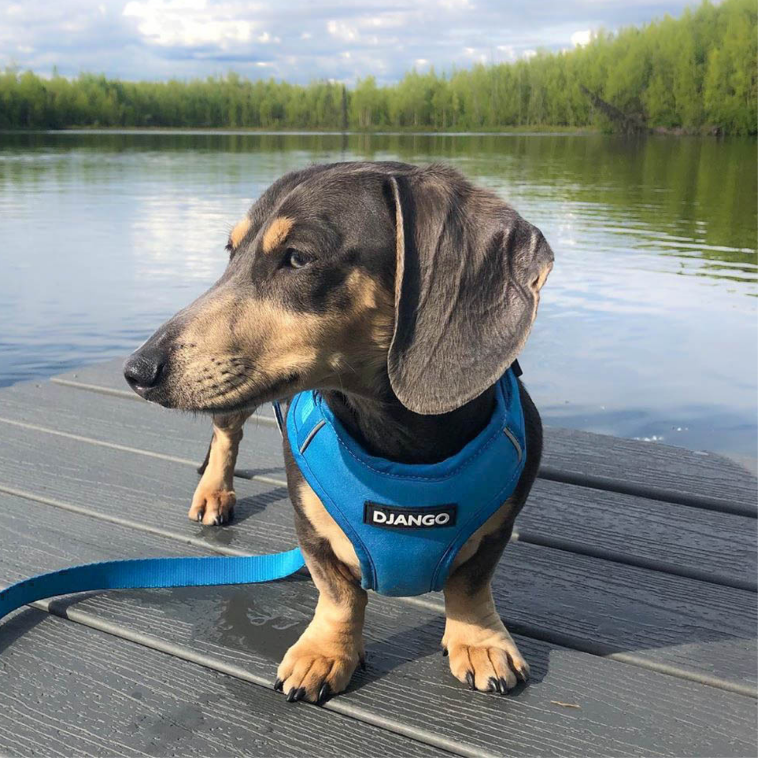 DJANGO - Wholesale Pet Harness - Dog - Adventure Dog Harness - Pacific Blue5