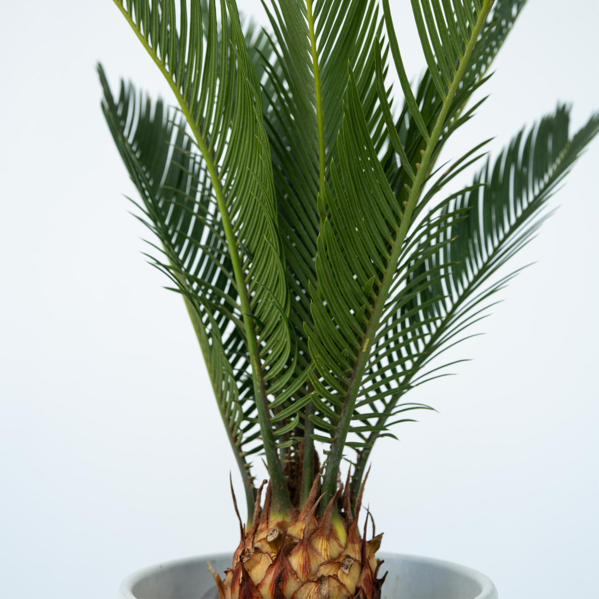 Oasis of Life – wholesale Levande växt – Sagopalm – 2 växter – Cycas Revoluta – Höjd 45–60 cm – Ø15 cm – Exotisk inomhus- och krukväxt – Ädel palm med glänsande blad – Inklusive växtnäring3