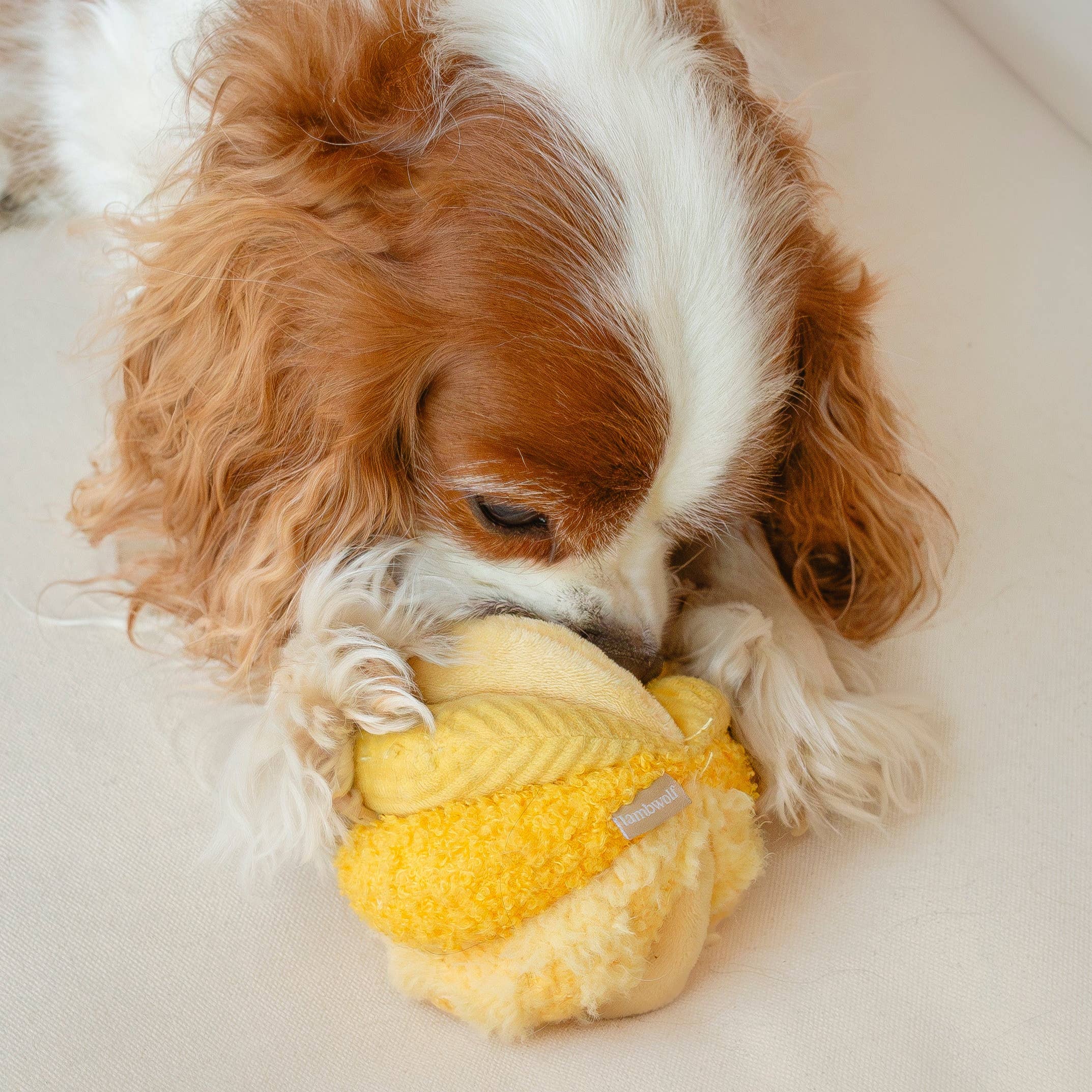 Lambwolf EU - Wholesale Pet Chew Toy - Dog - TOTO //Enrichment Toy ( small) 8