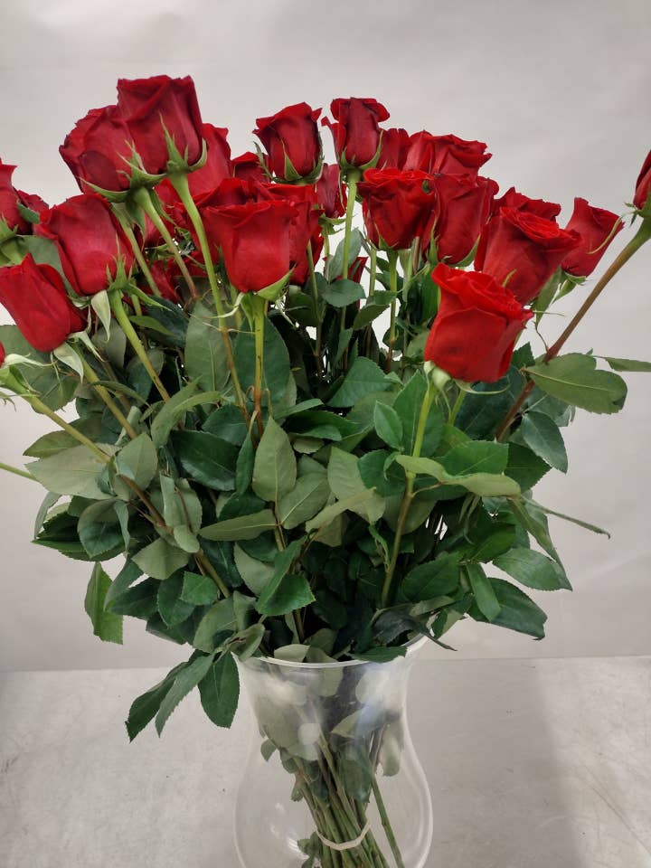 Fresh Cut Roses, Freedom Red 40 cm Item # AFB Freedom for wholesale by Napco