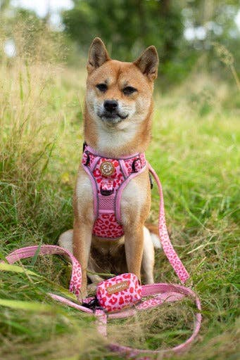 Collarfull – wholesale Pet collar – Dog – Adjustable Dog Leash - Pink Panther2