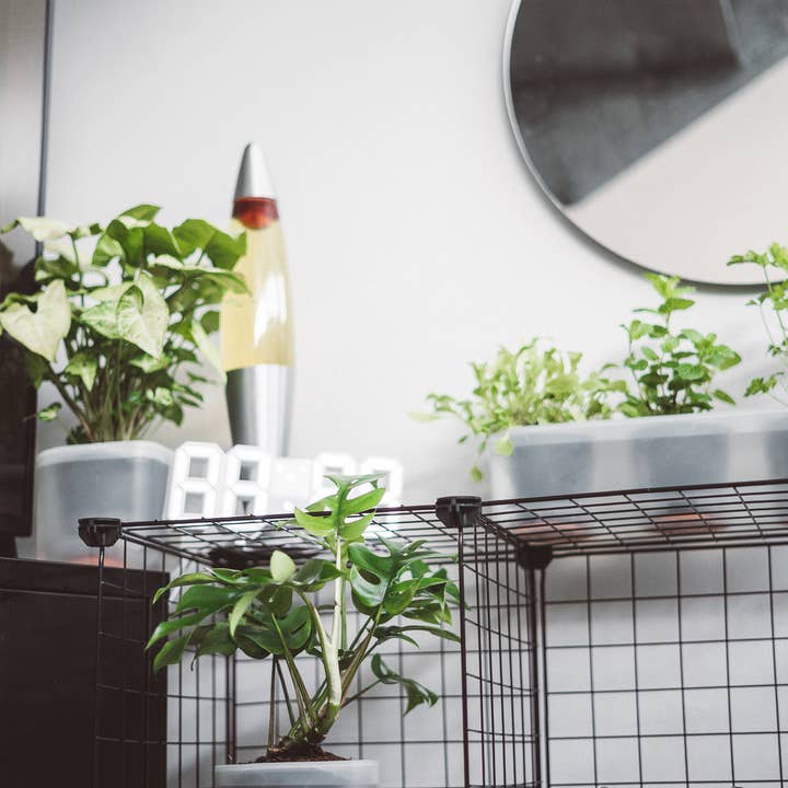 Boskke - Vente Pot - Till Planter - Triple - pot de fleurs auto-arrosage7