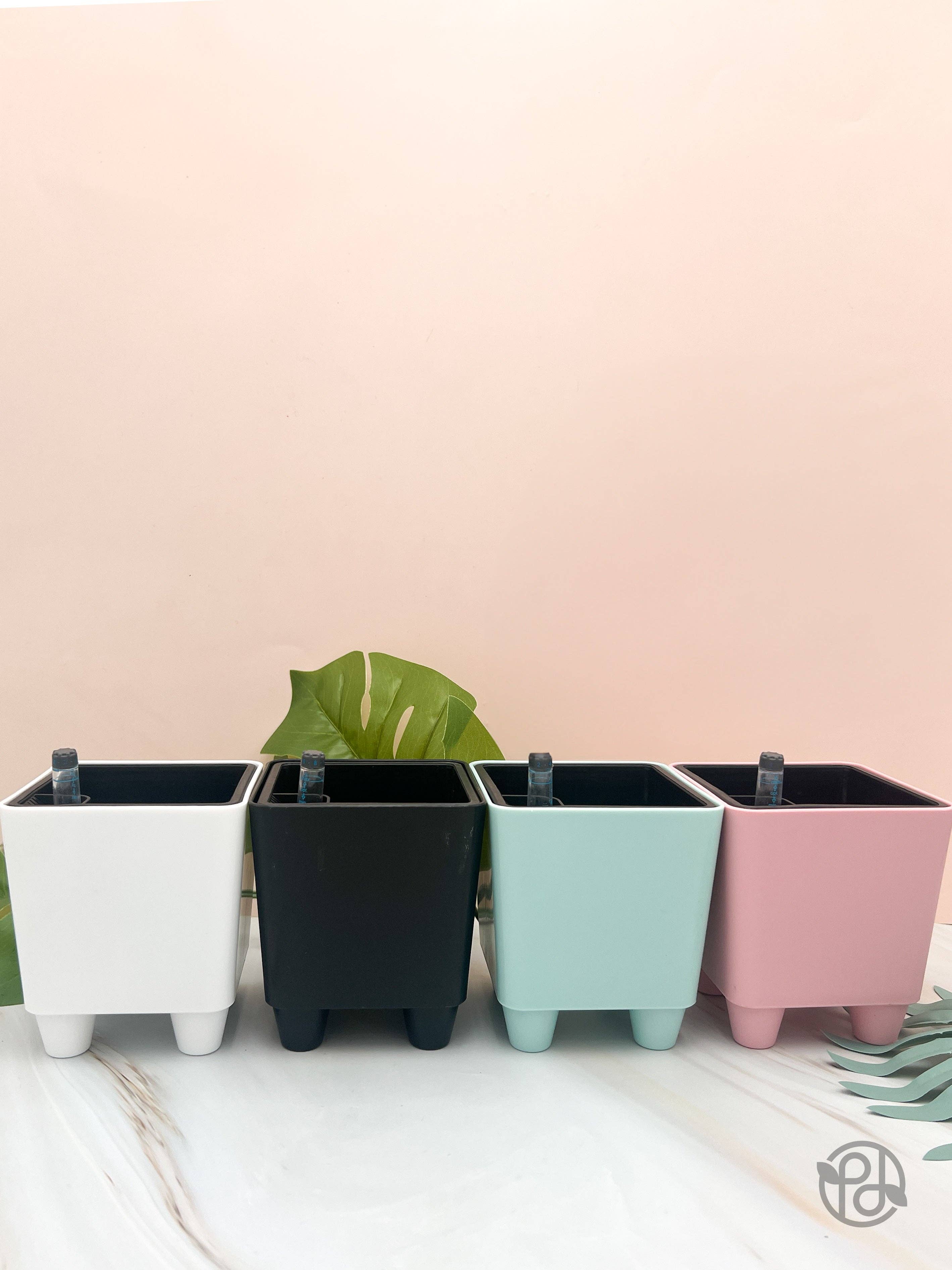 Propagation Diaries - Wholesale Plant Pot - 4" Self Watering Moo Pot9