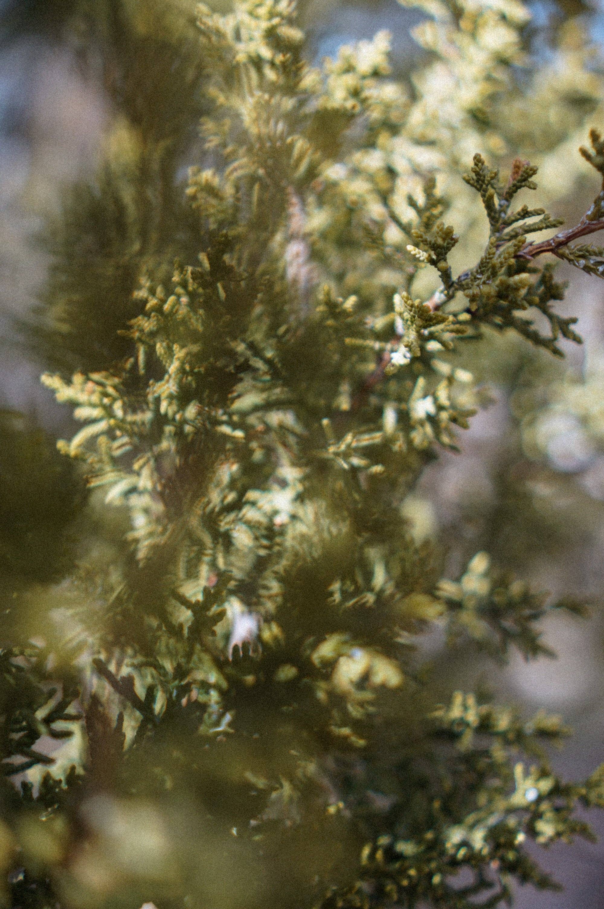 Kiyani - Wholesale Healing Salve/Balm/Cream - Calming Salve Refill1