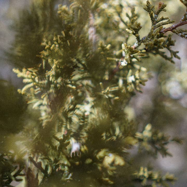 Kiyani - Wholesale Healing Salve/Balm/Cream - Calming Salve Refill1