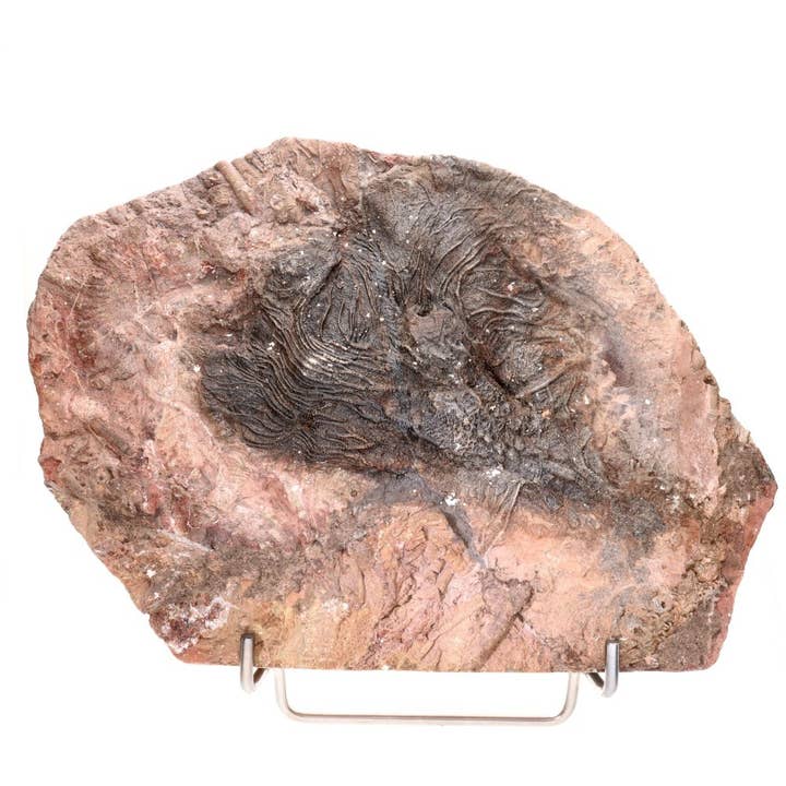 Vives de la Cortada S.L - Wholesale Spiritual Stone/Crystal - Fossil part (A)