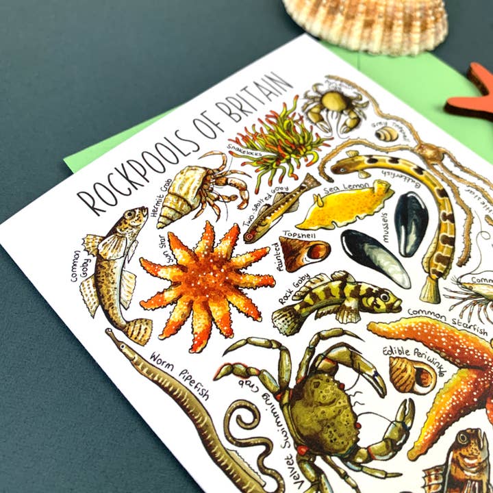 Alexia Claire Ltd - Wholesale Everyday Greeting Card - Rockpools of Britain Art Blank Greeting Card4