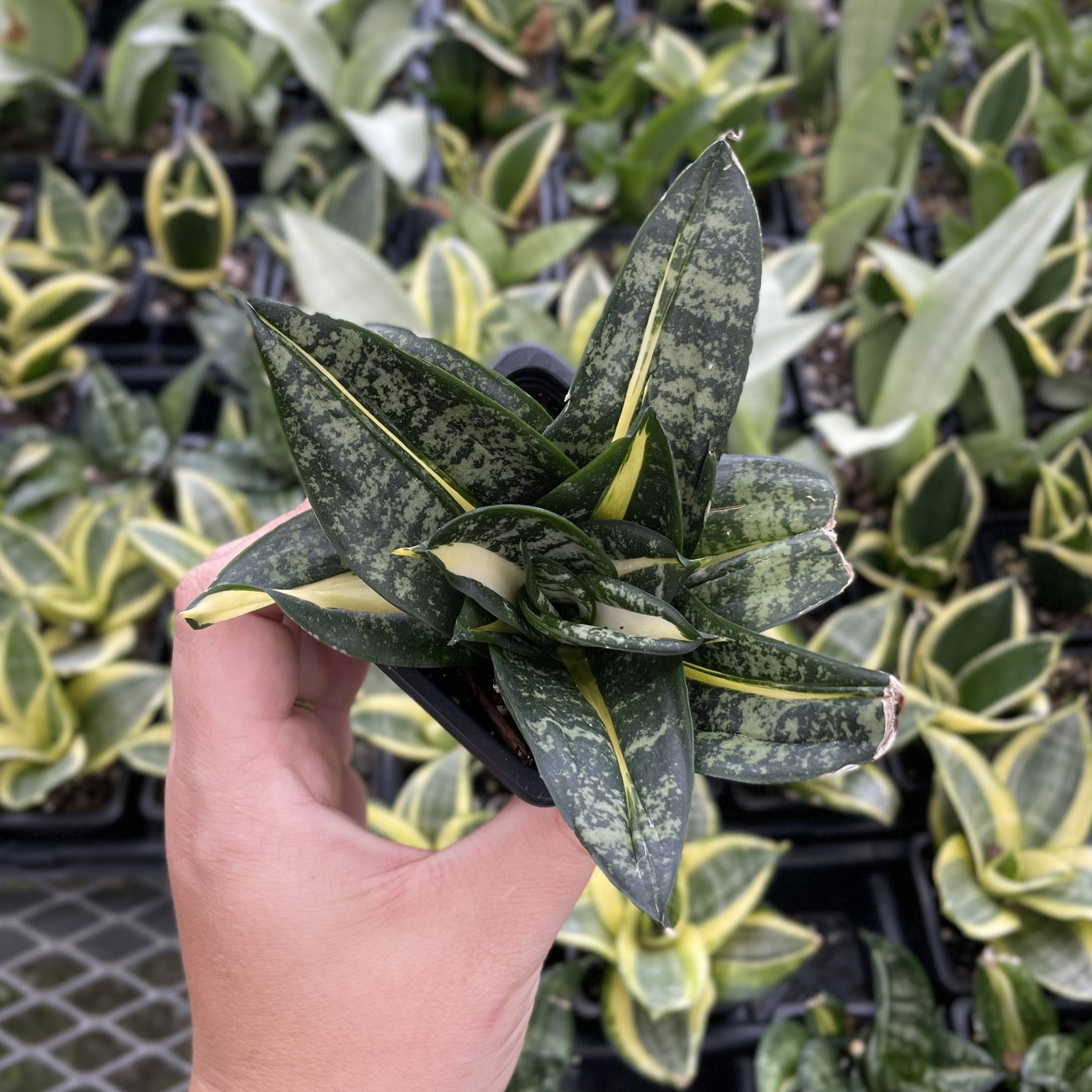 Thorsen's Greenhouse - Wholesale Live Plant - Bird's Nest Snake Plant - Live Plant - Assorted Varieties9