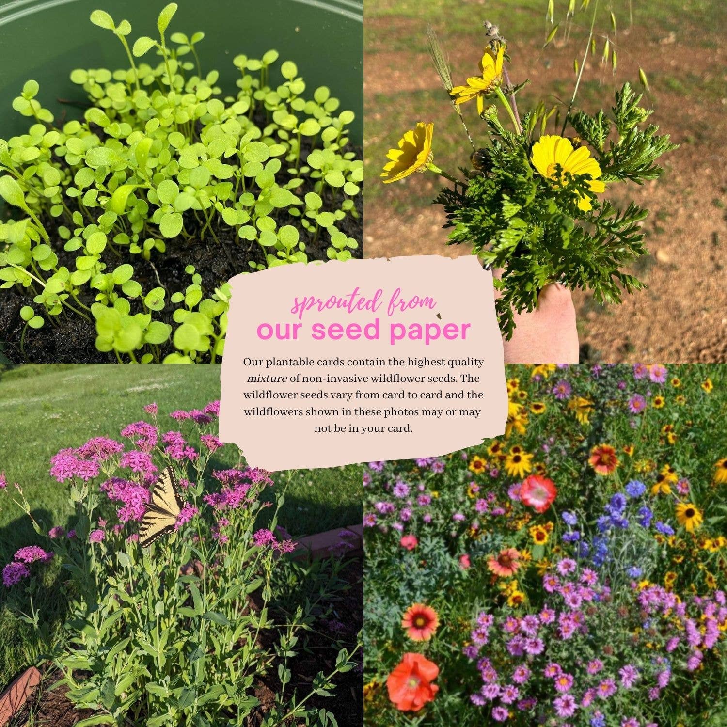 Amanda Klein Co. - Wholesale Everyday Greeting Card - Indiana Plantable Greeting Card1