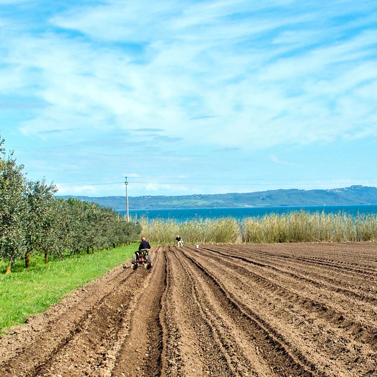 A.G.R. s.r.l. - Wholesale Beans - ORGANIC white chickpeas 400g. [EU only]4