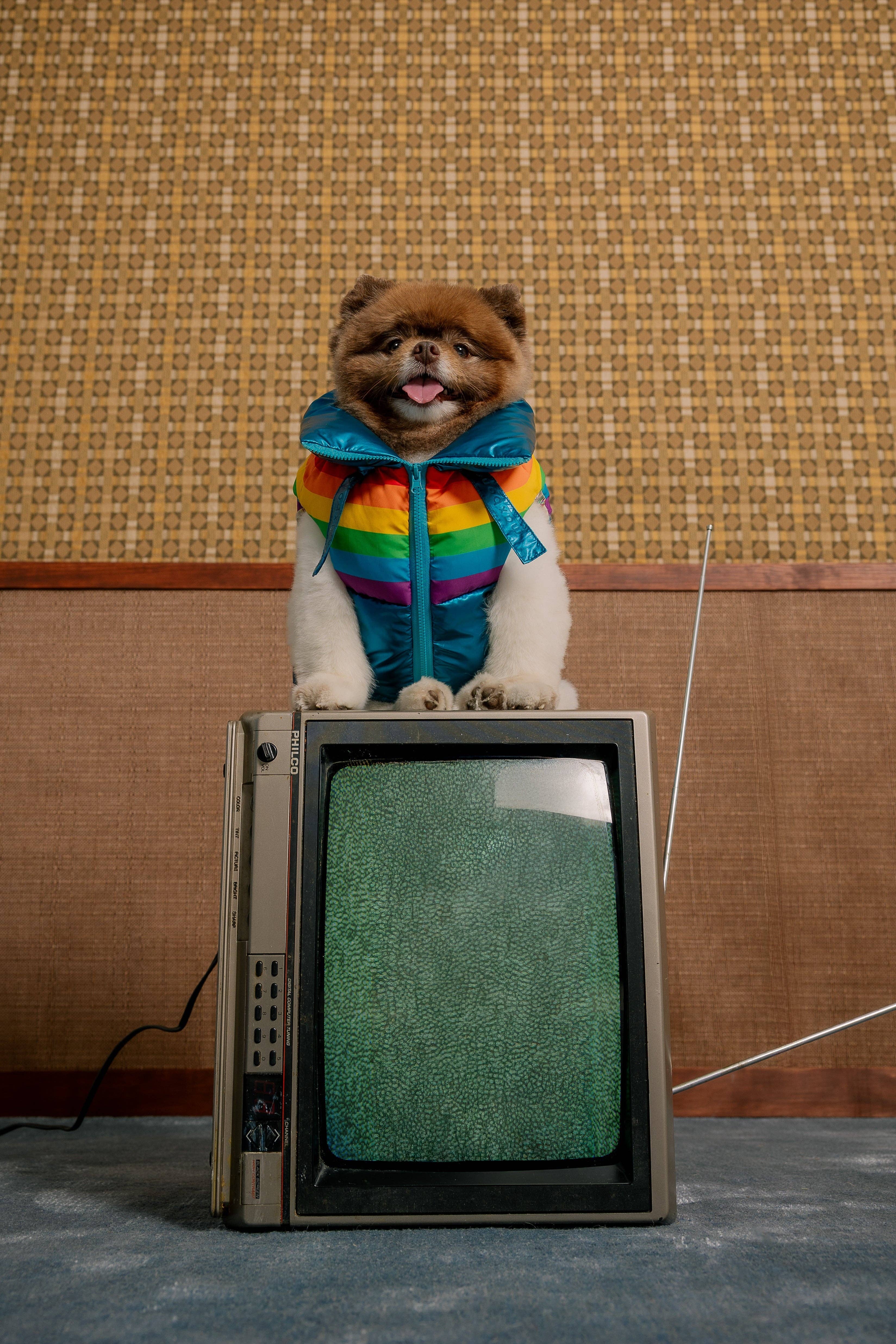 maxbone - Wholesale Pet Vest - Dog - Stranger Things x maxbone WSQK Puffer Vest5