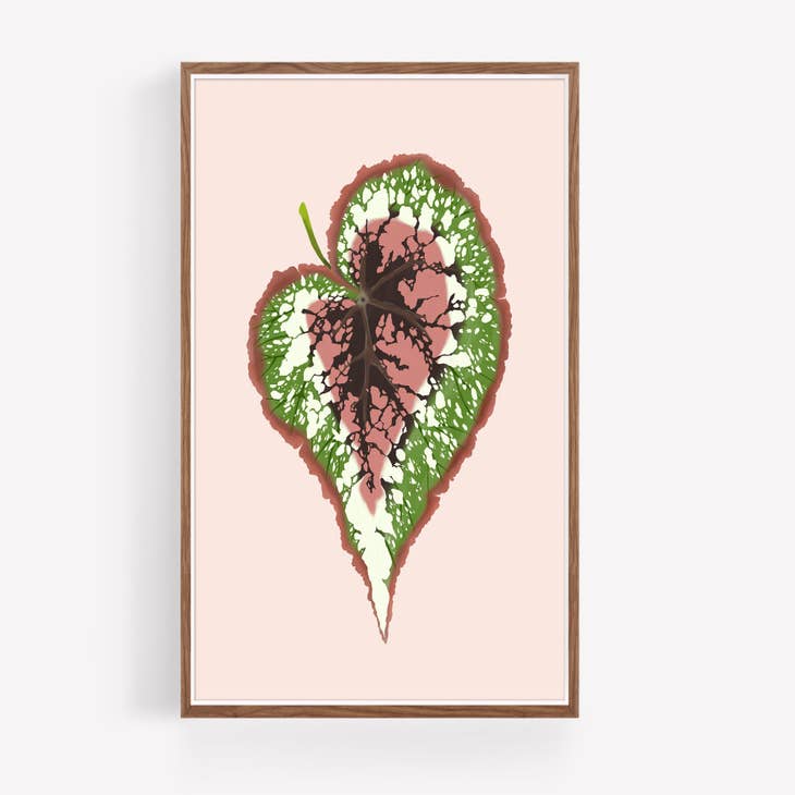Begonia Rex - Impresión de ilustración de hoja  España