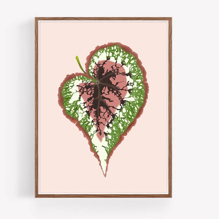 Begonia Rex - Illustration de feuilles pour la vente par Annie Bailey Art
