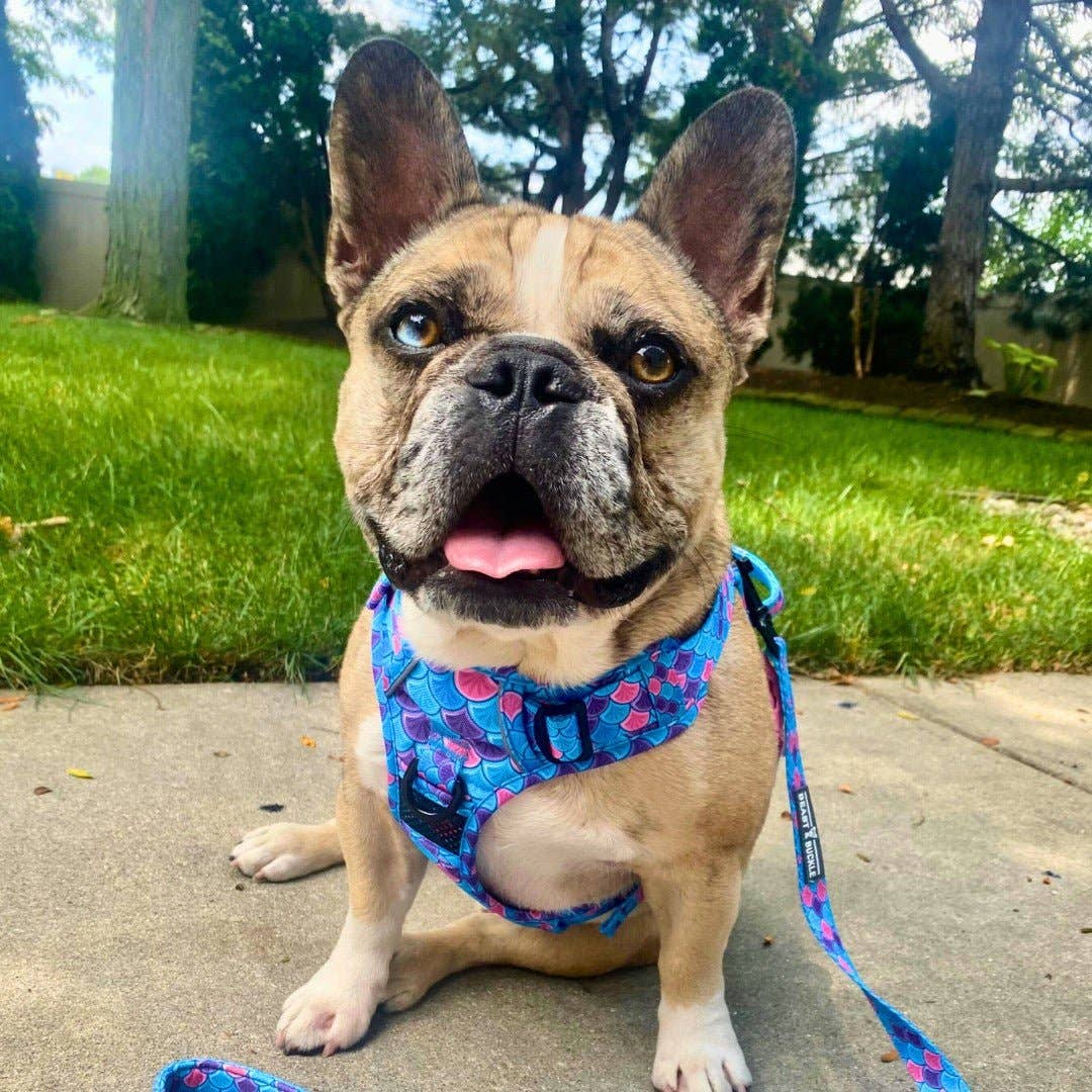 Beast & Buckle - Wholesale Pet Harness - Dog - Mermaid No Pull Dog Harness3