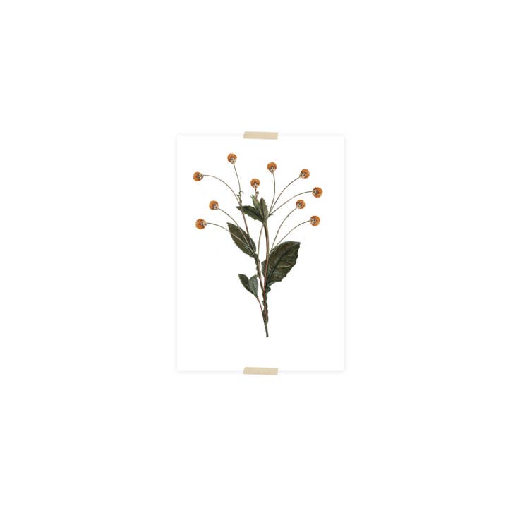 Lylies - Wholesale Postcard - Postcard collage women's heads