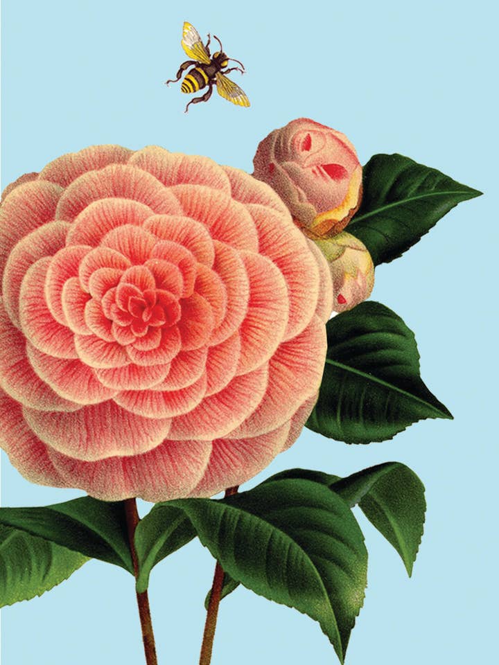 Camellia • Mini Enclosure Card for wholesale by P. Flynn Design / Phun House