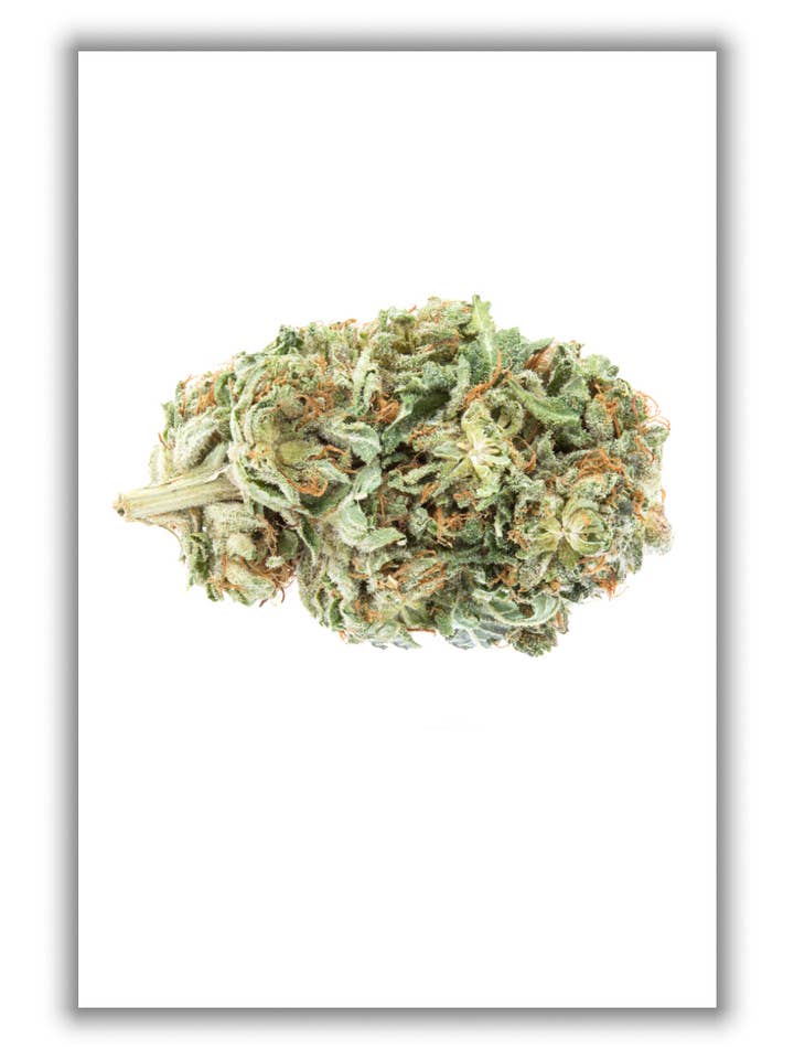 Bolachas escuteiro menina Bud por atacado de Stanley Print House