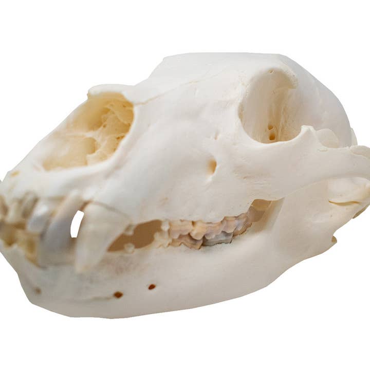 teschio di orso nero #1 per la vendita all'ingrosso da parte di Oreamnos Oddities