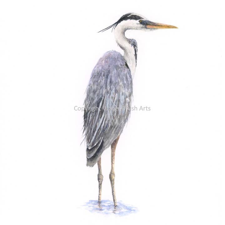 Tirage d'art Great Blue Heron 02 pour la vente par Water Brush Arts