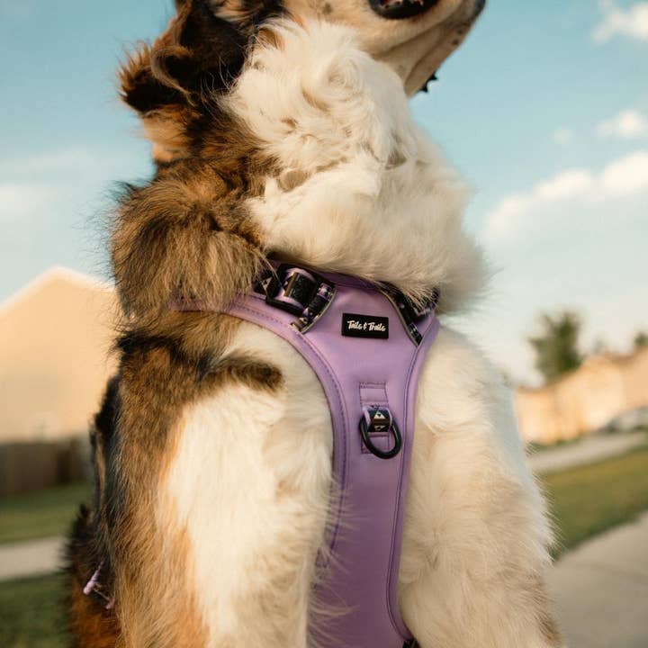 Tails and Trails - Wholesale Pet Harness - Dog - Wolfpack Adventure Harness2