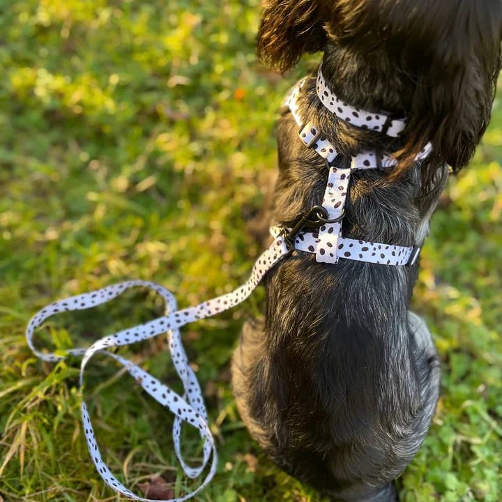 Doghouse - Wholesale Pet leash – Dog - Doghouse Everyday Comfort Dog Lead12