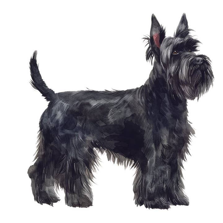 Scottish Terrier Note Cards for wholesale by Bourbon & Bacon