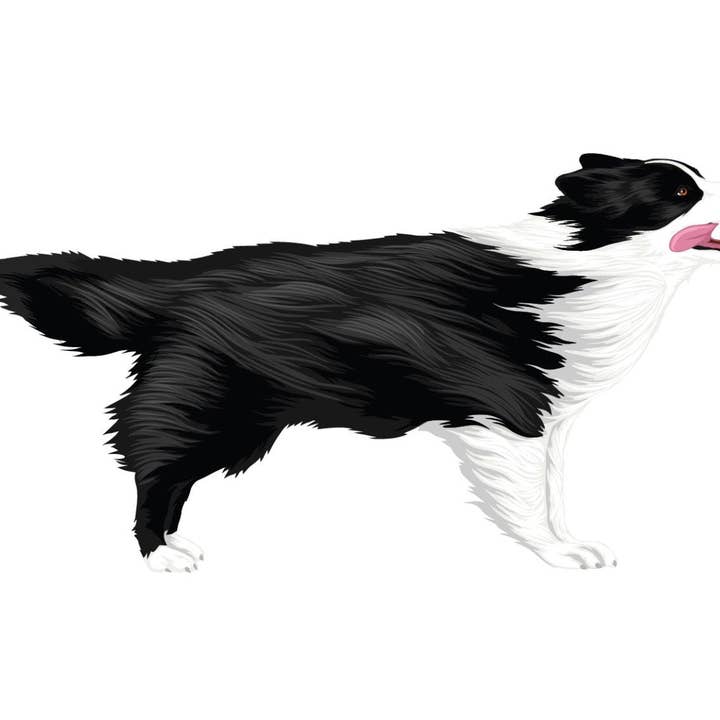 Border Collie Mærkat for engroshandel hos Cover-Alls Decals