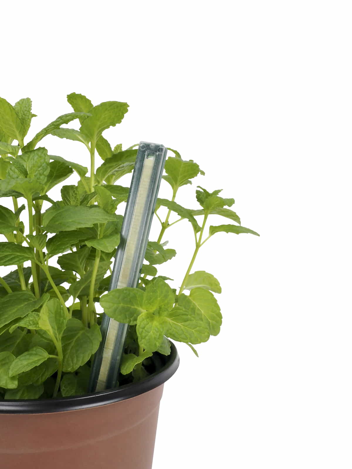 JARDIN Y NATURA OUTDOOR & GARDEN PRODUCTS SL - Wholesale Plant Pot - Grow pots Ø9cm (8u) - GROWPOT S2