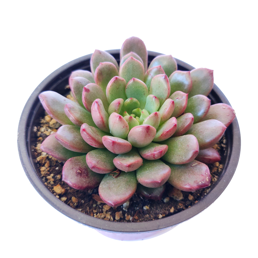 Best Plant Friend - Wholesale Succulent - Graptoveria Bashful 2in/4in - Colorful Rosette Succulent3