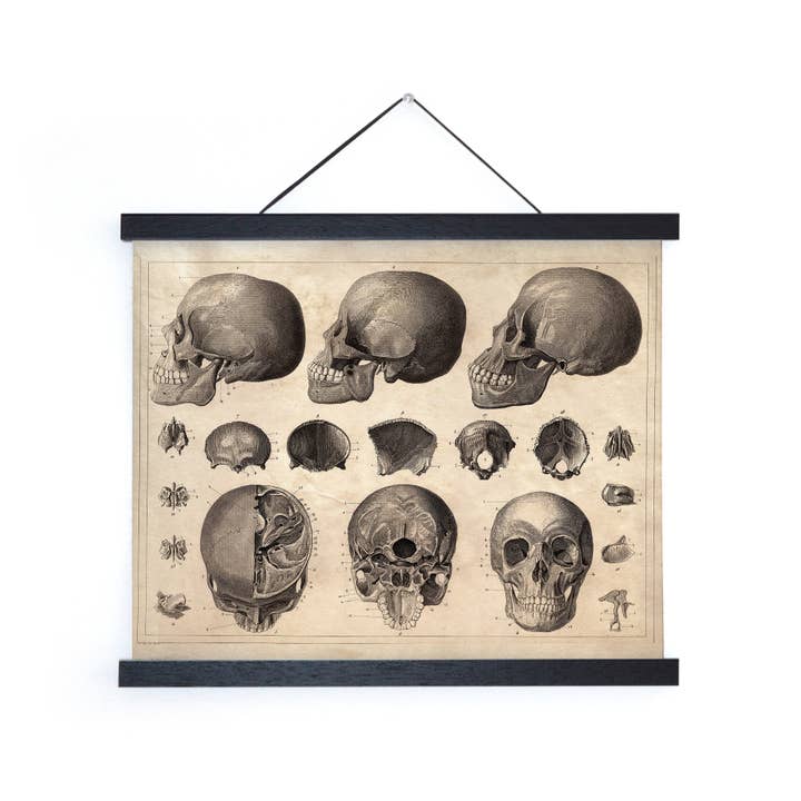 Curious Prints - Venta al por mayor Ilustración - Impresión de diagrama de cráneo de anatomía vintage con marco opcional