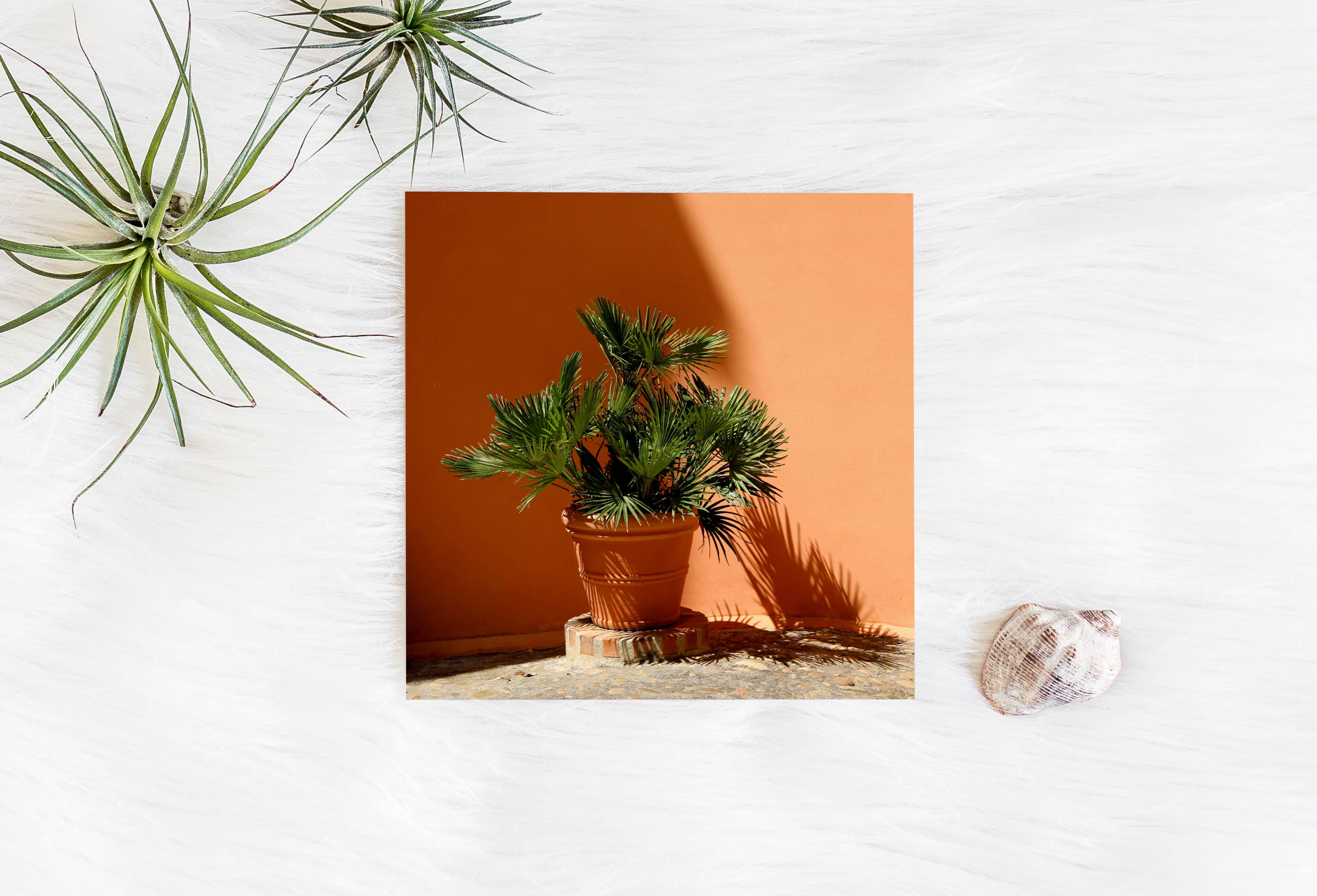 Veni Etiam Photography - Wholesale Art Print - Palm Tree Minimalist Art Print4