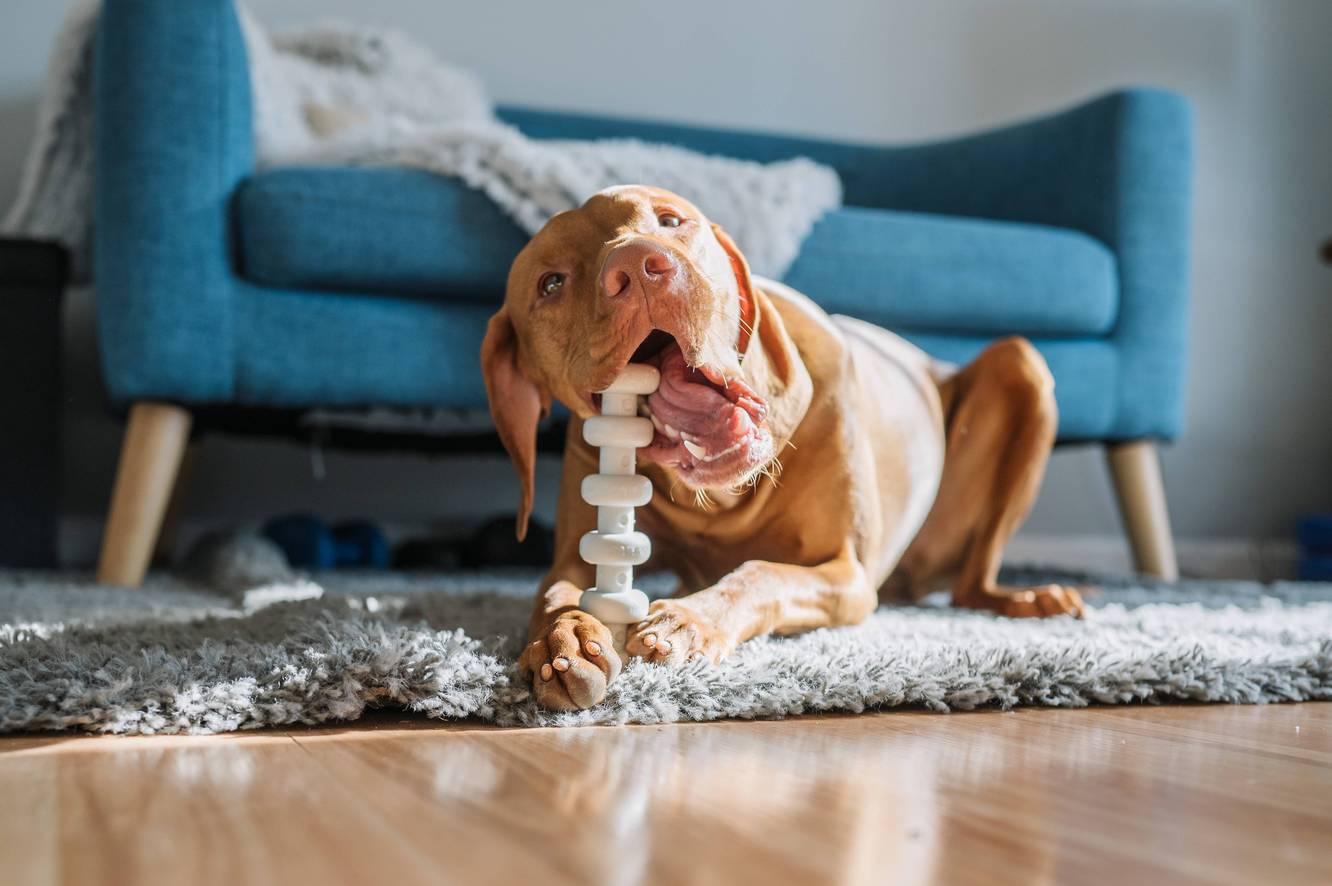 Spunky Pup - Wholesale Pet Chew Toy - Dog - Clean Earth Recycled Hard Chews - Made in the USA10